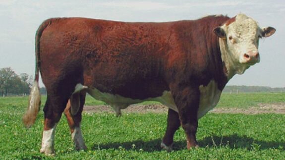 Polled Hereford (Cattle)