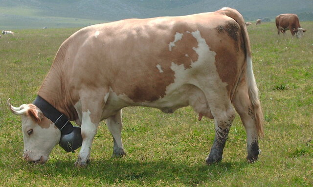 Simmental (Cattle)