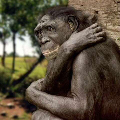 Ardipithecus kadabba