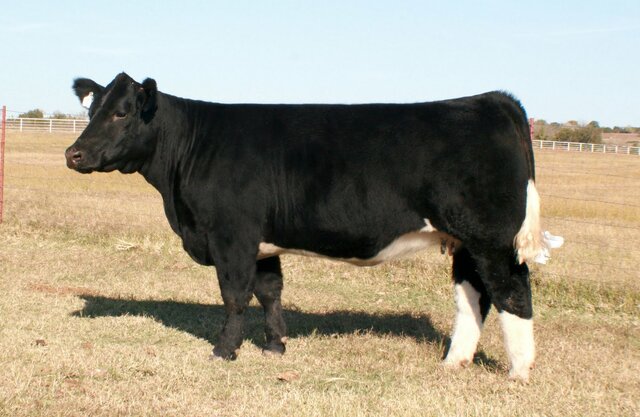 Maine Anjou (Cattle)