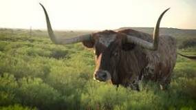 Texas Longhorn (Cattle)
