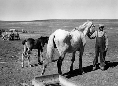 Farmers Forced to Sell their Cattle