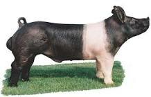 Hampshire (Swine)