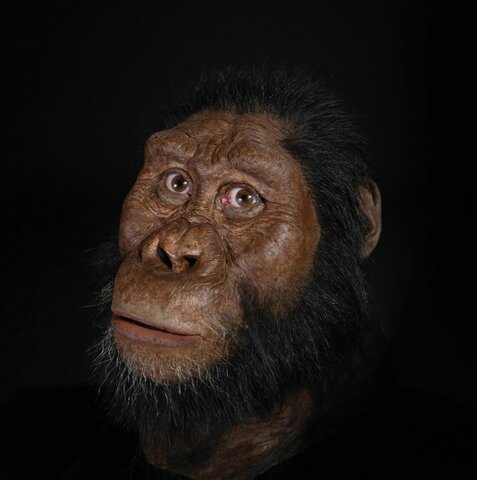 Australopithecus anamensis