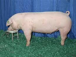Landrace (Swine)