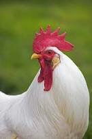 Leghorn (Chicken)