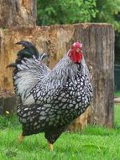 Wyandotte (Chicken)