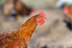 New Hampshire (Chicken)