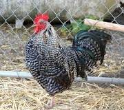 Barred Plymouth Rock