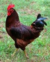 Rhode Island Red (Chicken)