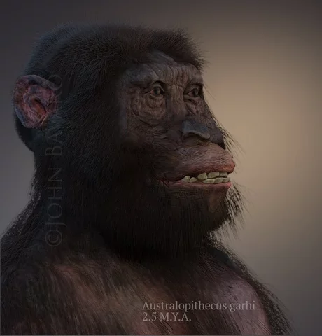 Australopithecus garhi