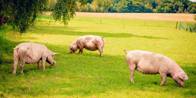 Domesticación de Animales