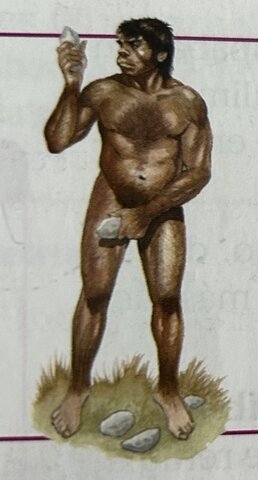 HOMO HABILIS