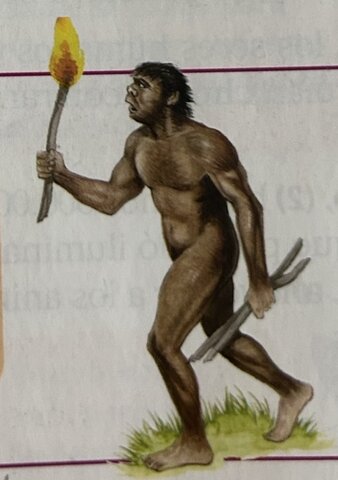 HOMO ERECTUS