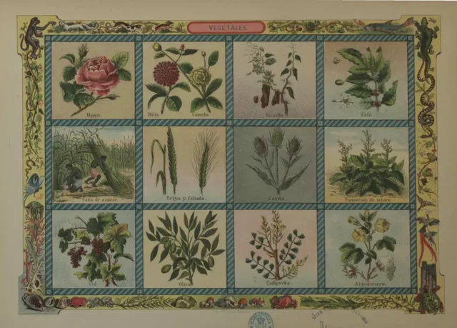Estudios sobre la flora y la fauna medicinal
