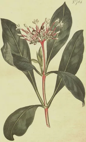Rauwolfia serpentina