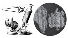 Timeline: MICROBIOLOGÌA