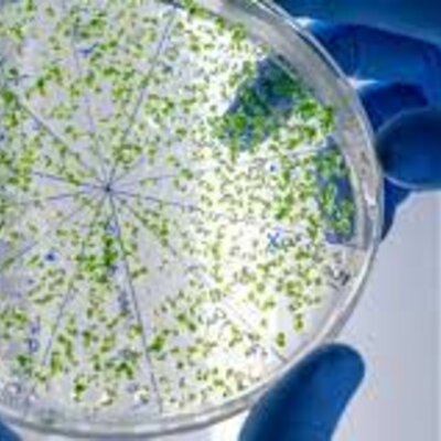 Timeline: MICROBIOLOGIA