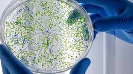 Timeline: MICROBIOLOGIA