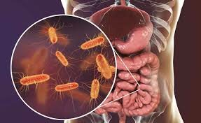 DESCUBRIMIENTO DE LOS MICROORGANISMOS