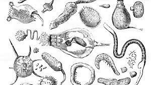 Descubrimiento de los microorganismos