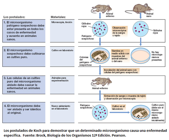 Postulados moleculares de Koch