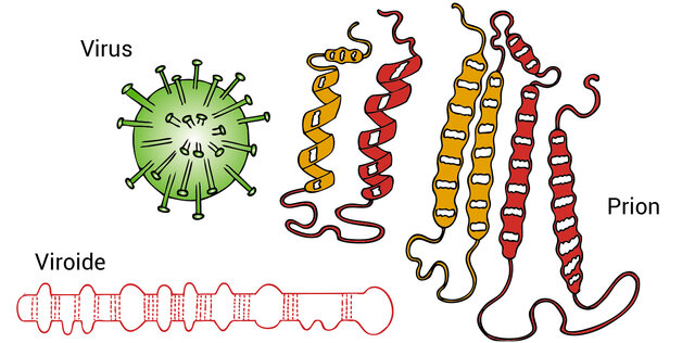 Descubrimiento de los viroides