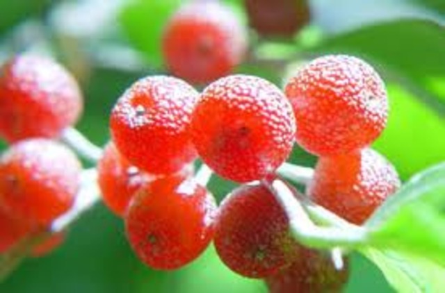 Day 2 - Gut Cherries