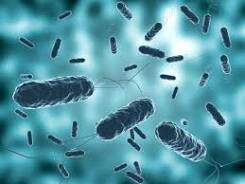 Cólera (1816-1826, 1865-1917)