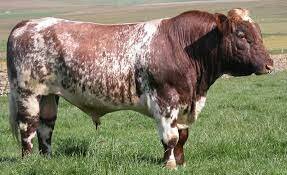 Shorthorn
