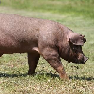 Duroc