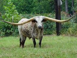 Texas Longhorn