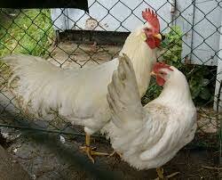 Leghorn