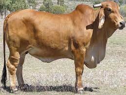 Brahman