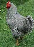 Barred Plymouth Rock
