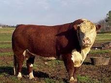 Polled Hereford
