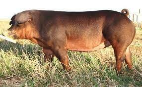 Duroc