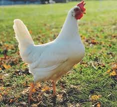 leghorn