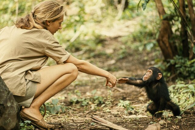 Jane Goodall was invited to Africa for the first time due to her great affection with animals
