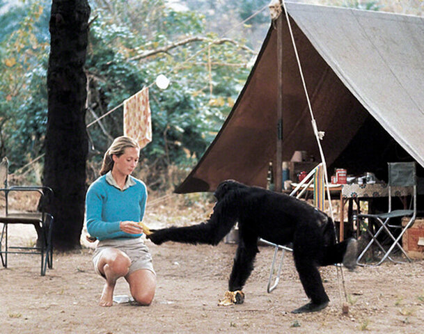 Jane Goodall, having successfully obtaining the funds to study primate behaviour, embarked on her quest, setting down in Gombe Stream National Park, in Tanzania
