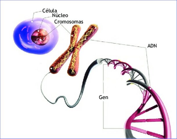 Localización de los genes