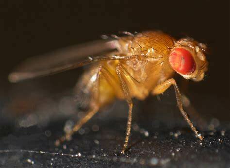 Experimentos con Drosophila melanogaster