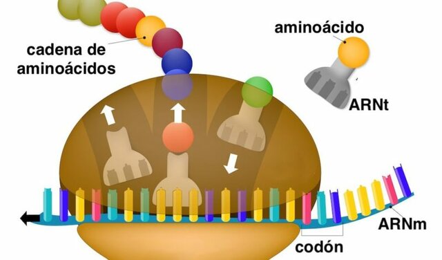 Avances en Genética Molecular