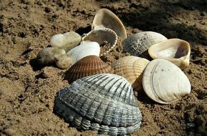 Salamon szigeteken kagylókkal fizettek