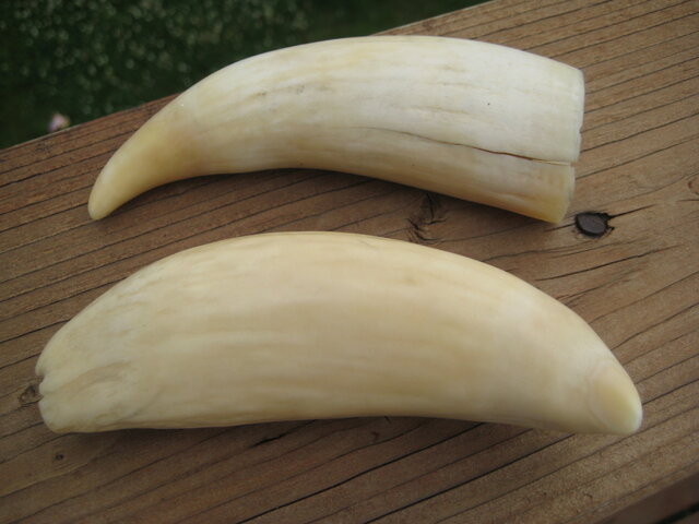 A trópusi társadalmakban bálnafogakkal fizettek