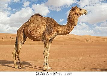 Sivatagban élő társadalmak tevével kereskedtek