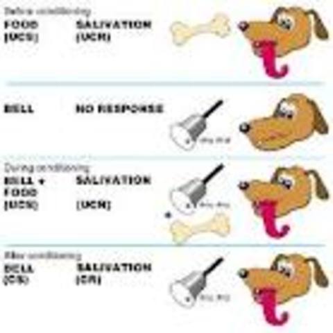 Ivan Pavlov coined the term conditioned reflexes