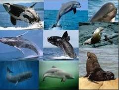 Aparecen los mamíferos marinos y carnívoros.