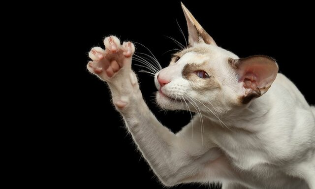 Η επίθεση στον Μπρους