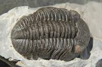 Crústaceos, trilobites